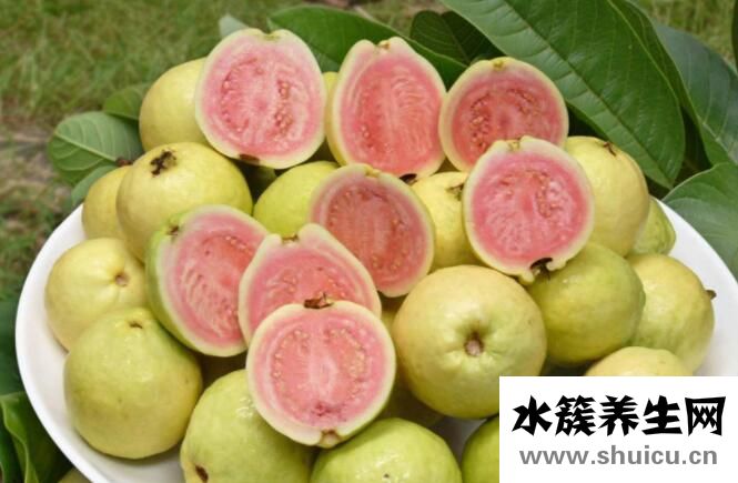 芭樂(lè)的功效與作用禁忌