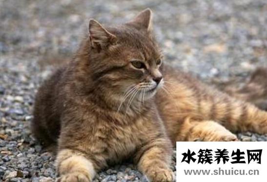 被貓抓傷得狂犬病的幾率