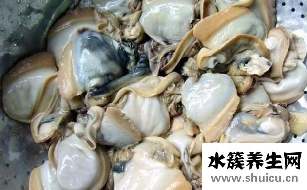 河蚌肉的功效與作用