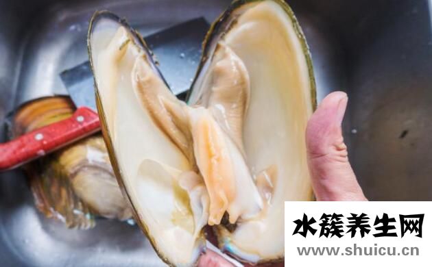 河蚌肉的功效與作用