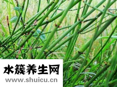 木賊的功效與作用