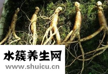 蛹蟲草的功效與作用