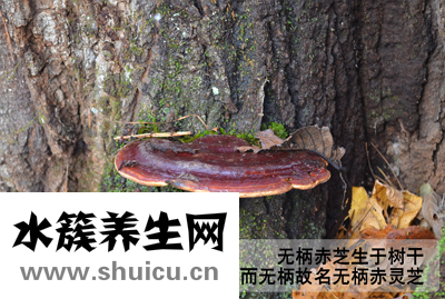 野生靈芝的功效與作用