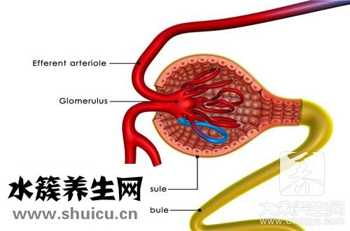 估算腎小球濾過率