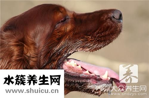 狂犬病會傳染嗎
