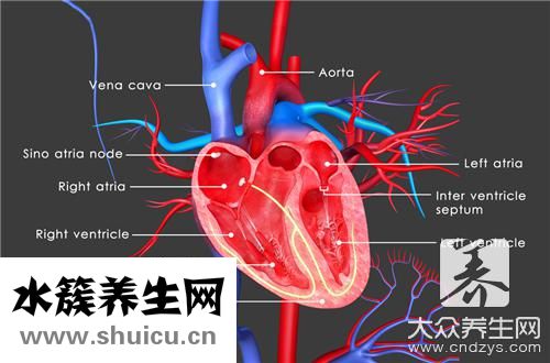 三尖瓣反流治療