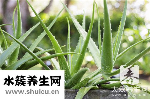 每天用蘆薈膠危害