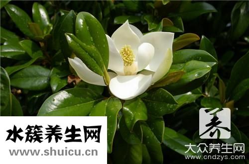 哪種吊蘭除甲醛最好