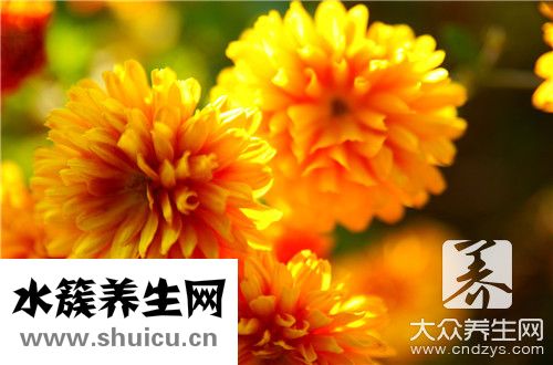 什么花適合在室內養