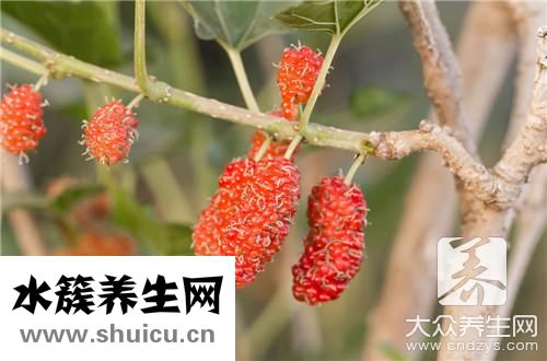 苦丁茶治脫發(fā)