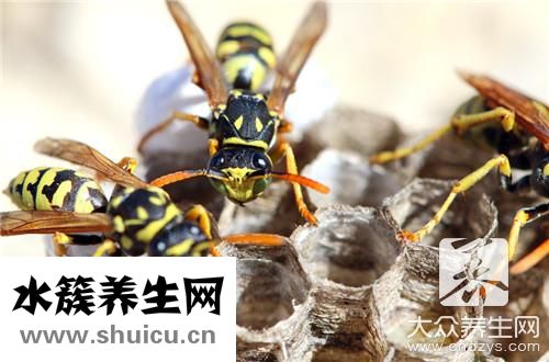 被蜜蜂蟄了幾天能消腫