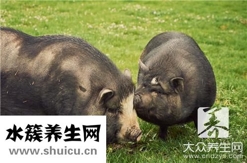 豬舌頭巧去舌苔膜