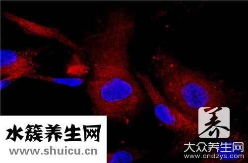 骨髓捐獻有什么危害