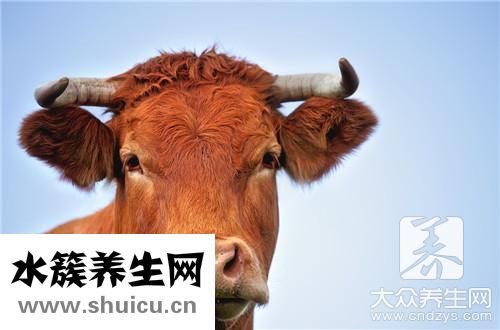 牛百葉是牛哪個部位