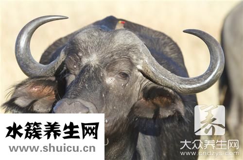 牛百葉是牛哪個部位