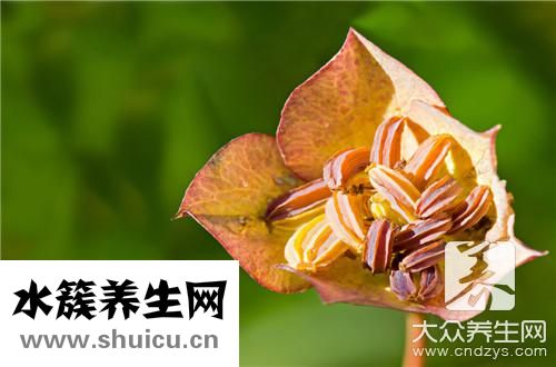 柴胡注射功效與作用