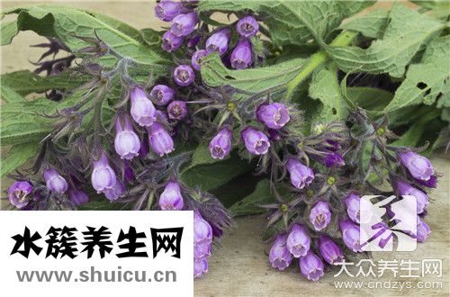 紫花苜蓿功效與作用