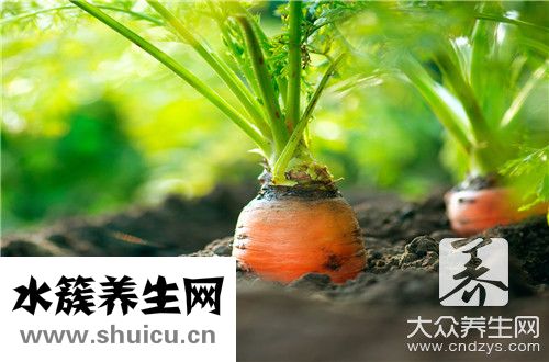 孕婦可以蔬菜列表