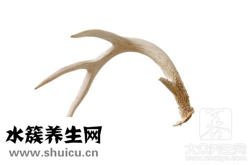 鹿茸效果最好