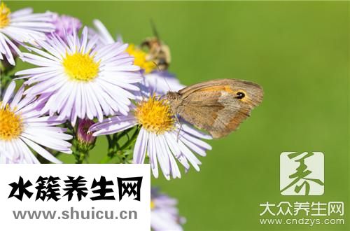 女性喝胎菊有啥好處