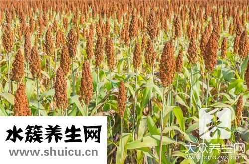 高粱釀酒技術(shù)