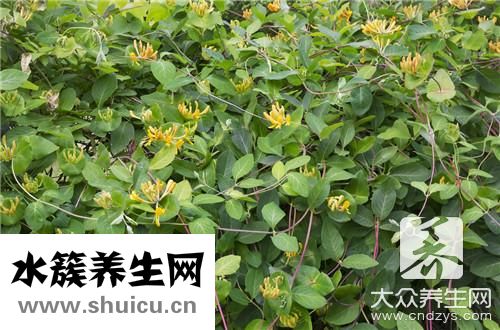 金銀花煮水治濕疹步驟