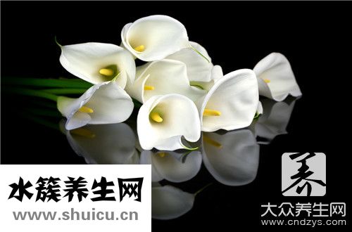 鮮百合哪些人不能