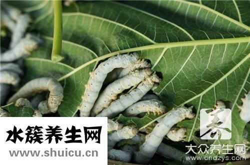 桑樹葉泡水喝注意