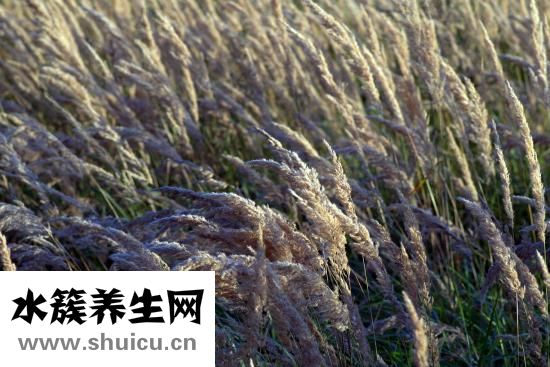 上火會流鼻血嗎