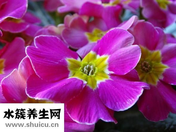 過敏了吃什么藥