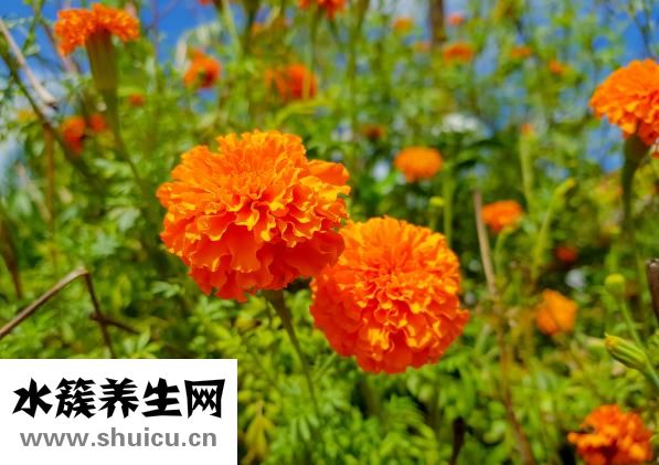 養生茶女人喝什么好