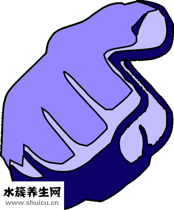 無名指下有豎紋