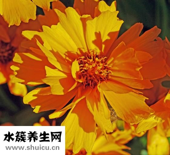 益心舒片功效與作用