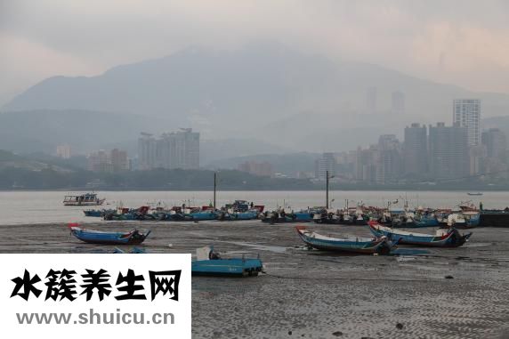 臺(tái)灣麻油雞