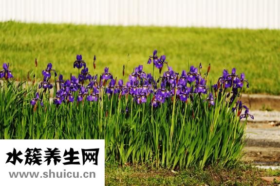 頭發(fā)可以生發(fā)嗎