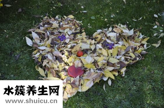 燕窩可以天天吃嗎