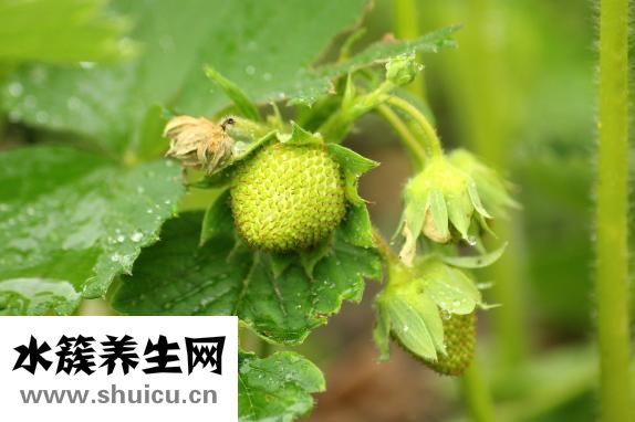 他克莫司是什么藥