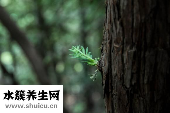 增長增大特效藥