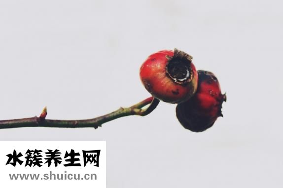 山楂玫瑰花茶