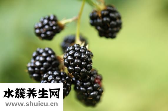 他克莫司是什么藥