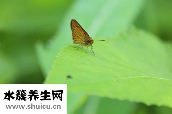 四維彩超檢查什么