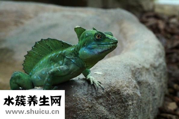 下牙槽神經阻滯麻醉