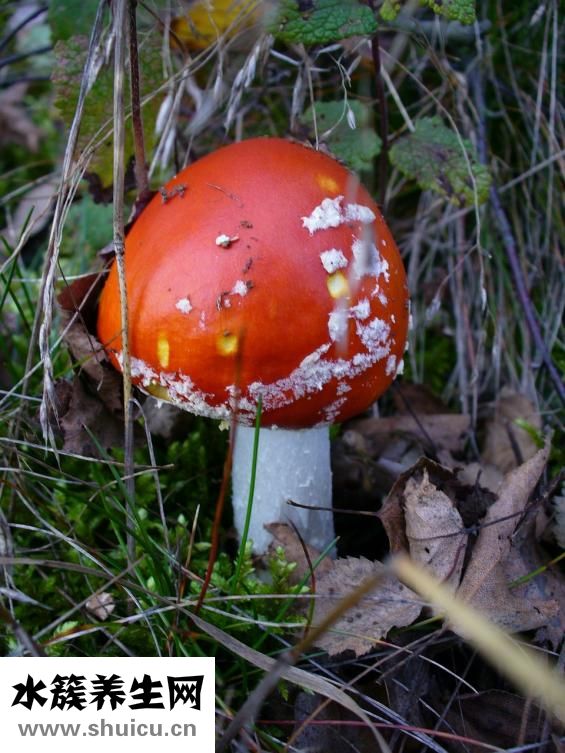 孕婦能吃香菇嗎