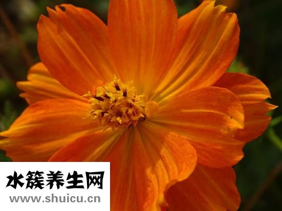 紅豆的功效與作用