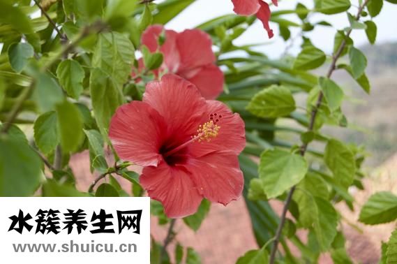 黃連的功效與作用