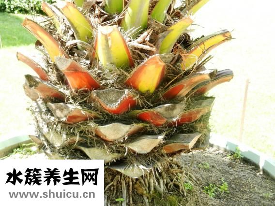 白術的功效與作用