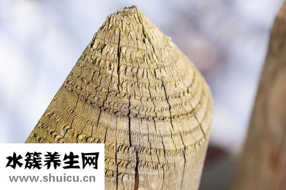 白術的功效與作用