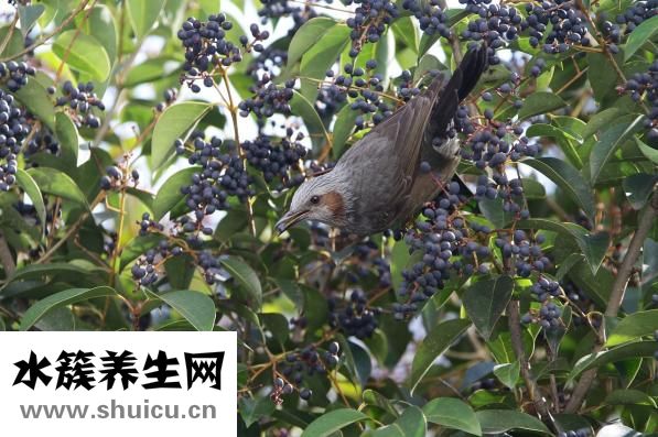 腰果的功效與作用