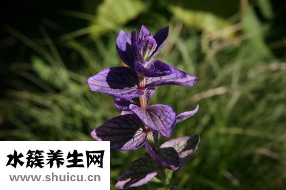 丹參的功效與作用