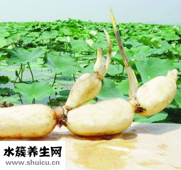 蓮藕的功效與作用